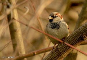 Moineau domestique © J. LAIGNEL