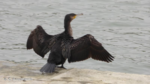 Grand Cormoran © O. Roquinarc'h