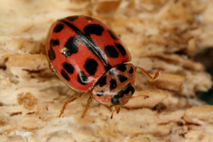 Coccinelle rose © H.Bouyon