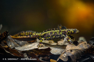 Triton marbré © E. SANSAULT - ANEPE Caudalis