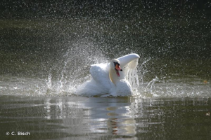 Cygne tuberculé © C. Bisch
