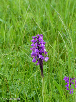 Orchis bouffon © A. Lacoeuilhe