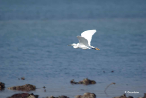 Aigrette garzette © Philippe GOURDAIN