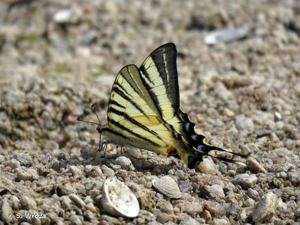 <i>Iphiclides podalirius</i> (Linnaeus, 1758) © S. Wroza