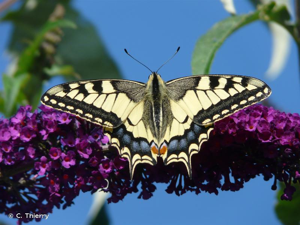 Machaon © Chloé Thierry