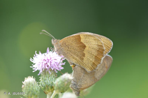 Le Myrtil © A. JEUSSET