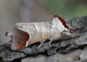 <i>Clostera curtula</i> (Linnaeus, 1758) © D. Morel