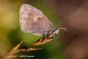 Le Fadet commun © E. SANSAULT - ANEPE Caudalis