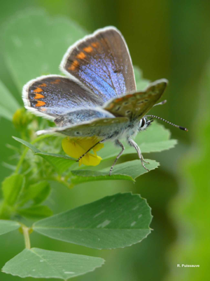 Azuré de la Bugrane © R. Puissauve
