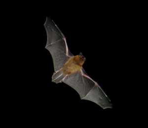 Pipistrelle commune © Barracuda1983
