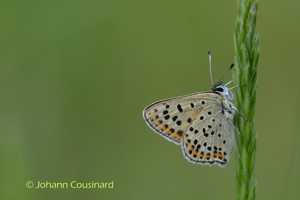 Cuivré fuligineux © Johann Cousinard