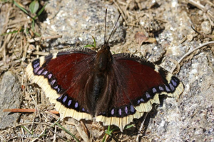Morio © P. Peyrache