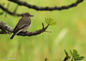 Gobemouche gris © Julien Laignel
