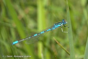 <i>Coenagrion scitulum</i> (Rambur, 1842) © J. David - Bretagne Vivante
