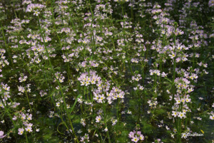 Hottonie des marais © P. Gourdain