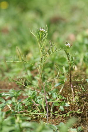 Cardamine à petites fleurs © Rémi Dupré