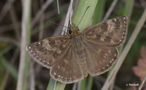 Erynnis tages © Julien TOUROULT