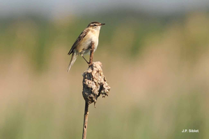 Phragmite des joncs © Jean-Philippe SIBLET