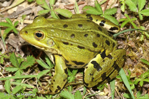 Grenouille verte © J.-C. de Massary