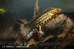 Triton ponctué © E. SANSAULT - ANEPE Caudalis