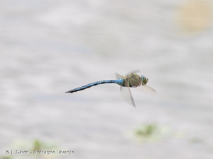 Anax empereur © Jean David Bretagne Vivante