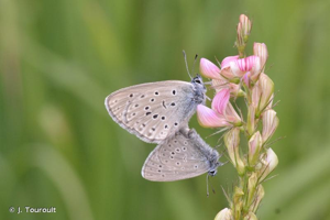 Azuré des Anthyllides © Julien Touroult