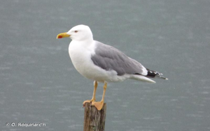 Goéland leucophée © Océane ROQUINARC'H