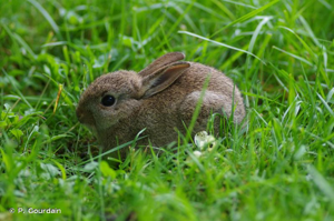 Lapin de garenne © Philippe GOURDAIN