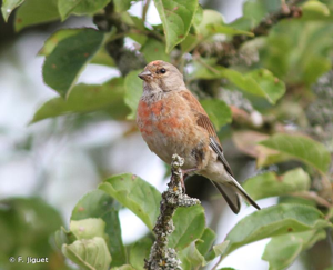 Linotte mélodieuse © Frédéric Jiguet