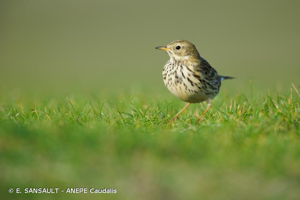 Pipit farlouse © Eric Sansault