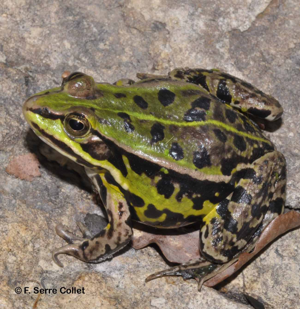 Grenouille de Lessona © Françoise SERRE COLLET