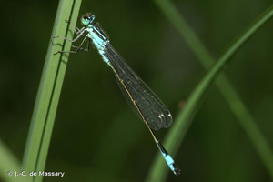 Agrion élégant © Massary (de)Jean-Christophe