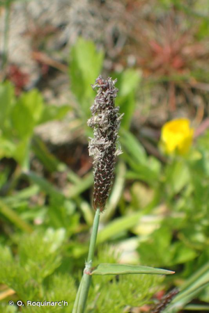 <i>Alopecurus geniculatus</i> L., 1753 © O. Roquinarc'h