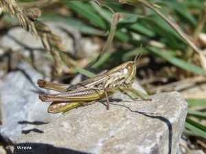 Criquet des mouillères © S. Wroza
