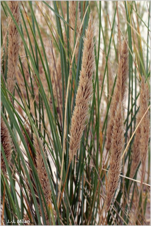 <i>Ammophila arenaria</i> (L.) Link, 1827 © 
