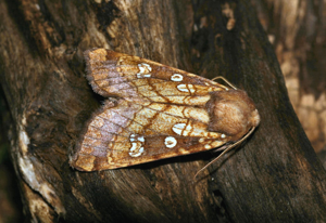 Noctuelle des Peucédans © Daniel Morel