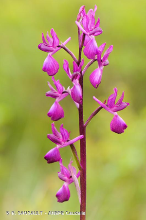 Orchis à fleurs lâches © Eric Sansault