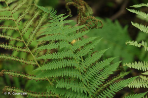 <i>Athyrium filix-femina</i> (L.) Roth, 1799 © P. Gourdain