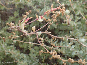 <i>Atriplex halimus</i> L., 1753 © 