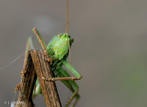 Grande Sauterelle verte © J. LAIGNEL