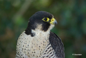 Faucon pèlerin © P. Gourdain