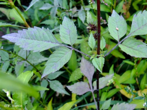 <i>Bidens frondosa</i> L., 1753 © 