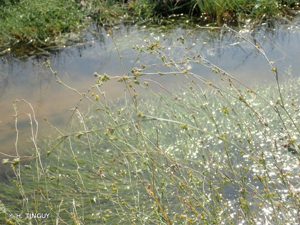 <i>Bupleurum tenuissimum</i> L., 1753 © H. TINGUY