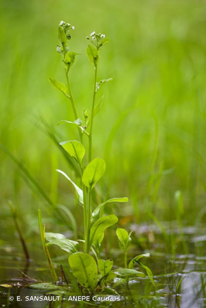 Mouron d'eau © E. SANSAULT - ANEPE Caudalis