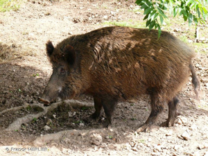 Sanglier © Franck Merlier