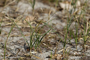 <i>Carex arenaria</i> L., 1753 © O. Roquinarc'h