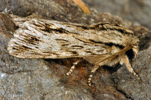 Noctuelle-Sphinx © D. Morel