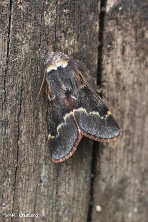 Bombyx du Peuplier © P. Chatard