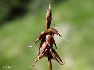 <i>Carex pulicaris</i> L., 1753 © H. TINGUY