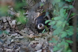 Furet © Grezes Geoffrey